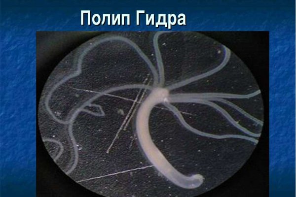 Кракен в россии наркотик
