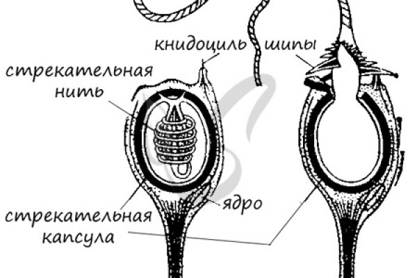 Kraken tor onion